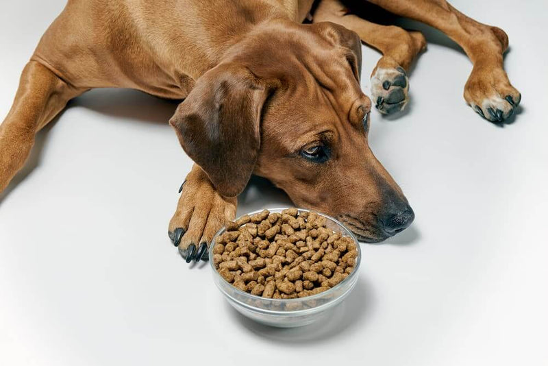 Brown dog lying on a white floor, looking disinterestedly at a bowl of kibble in front. The scene conveys a sense of reluctance or lack of appetite.