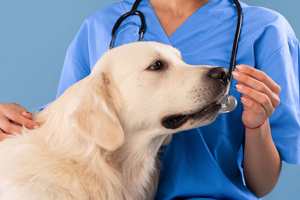 A dog sits calmly beside a veterinarian in blue scrubs, who holds a stethoscope near the dog's nose. The scene conveys a sense of care and professionalism.