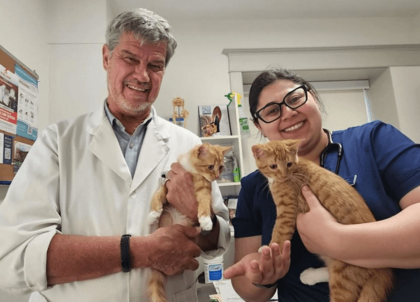 A smiling veterinarian and a vet assistant hold two orange kittens in an exam room. Both are wearing professional attire, radiating a caring atmosphere.