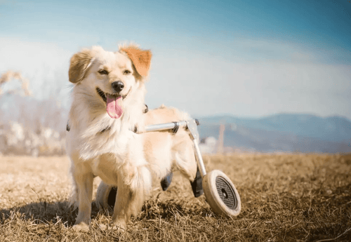 A joyful small dog with a cream-colored coat uses a wheelchair for its hind legs, standing on a grassy field under a clear blue sky.
