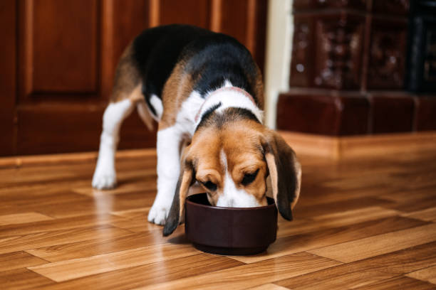 A beagle with a tri-color coat eagerly eats from a brown bowl on a wooden floor. The scene conveys contentment and focus in a cozy indoor setting.