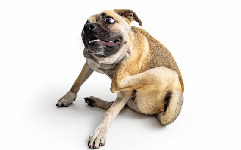 A tan and white mixed-breed dog sitting on a white background, scratching its neck with its hind leg, illustrating a common sign of skin irritation or food sensitivity