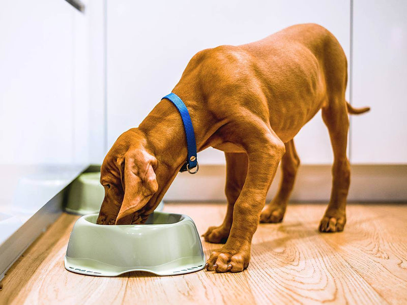 A young Vizsla dog with a blue collar eating from a grey bowl on a hardwood kitchen floor, illustrating daily dog feeding and canine nutrition habits.
