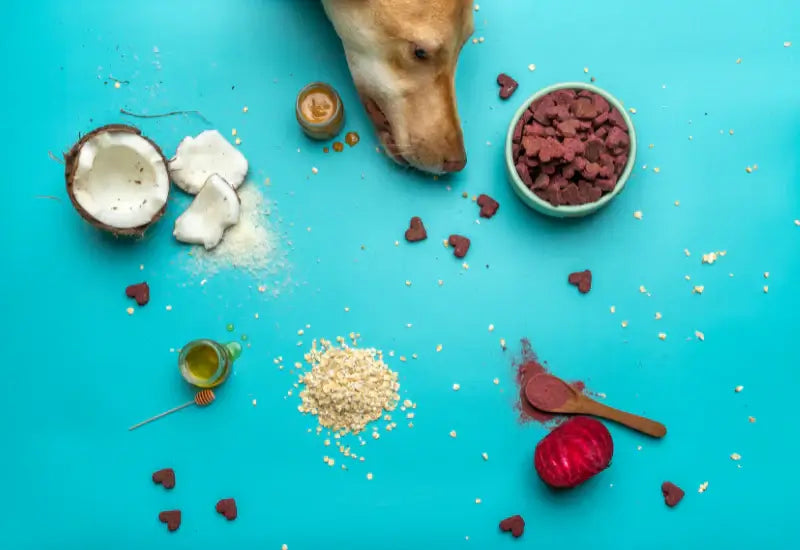 Golden retriever sniffing a bowl of freeze dried dog food treats surrounded by natural ingredients including coconut, oats, beets, and olive oil on a teal background