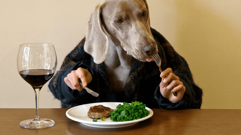 A dog in a coat sits at a table, humorously holding a fork and knife over a plate with steak and greens, beside a glass of red wine. Quirky and whimsical tone.
