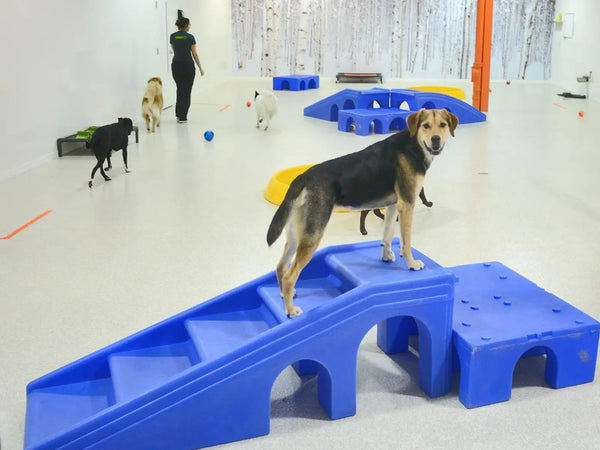 A dog stands on a blue play ramp in a spacious room with other dogs and a person.