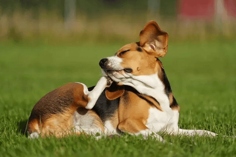 A relaxed beagle lies on green grass, scratching its cheek with a hind paw. The sunlight highlights its brown, black, and white fur, conveying contentment.