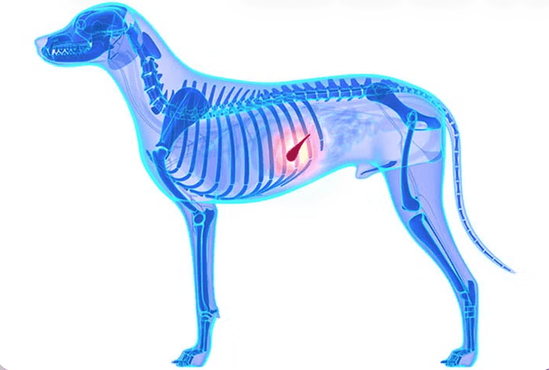 X-ray image of a dog showing bones and internal organs. The skeleton is highlighted in blue with a red pancreatitis, visible near the ribcage, suggesting anatomical focus.