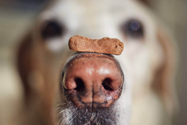 A Labrador retriever focuses with a dog biscuit balanced on its nose. The close-up captures the dog's concentration and patience.