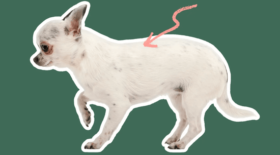 A small white Chihuahua with black spots stands against a green background. A red arrow points at its back, highlighting its posture. The mood is neutral.
