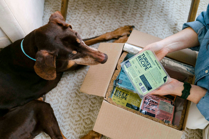 A brown Doberman Pinscher leaning in curiously as its owner holds up a NutriCanine Turkey Recipe pack from a freshly delivered box containing Beef and Pork Recipe meals