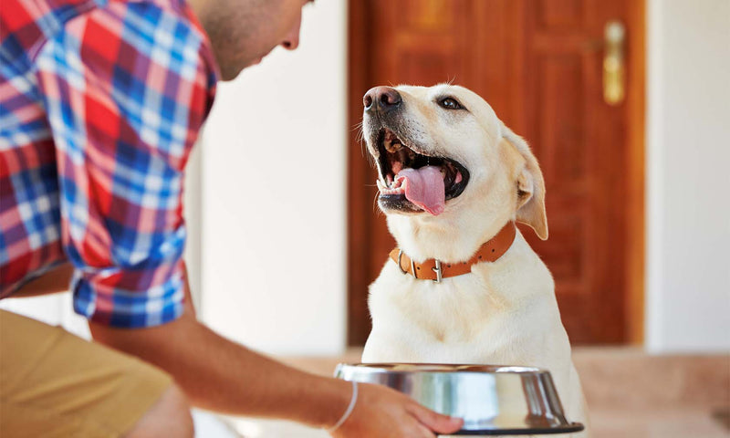 A person in a plaid shirt placing a stainless steel food bowl in front of an eager yellow Labrador Retriever, representing the bond between pet parents and dogs at mealtime.