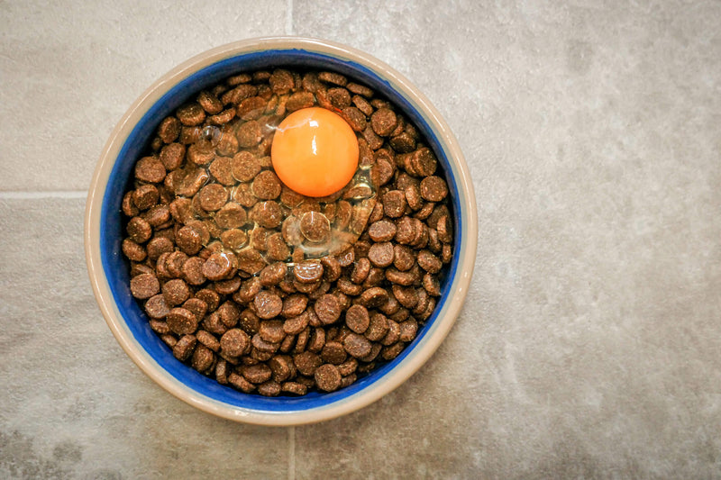 Raw egg cracked over dry kibble in a blue ceramic dog bowl, showing egg as a food topper for dogs