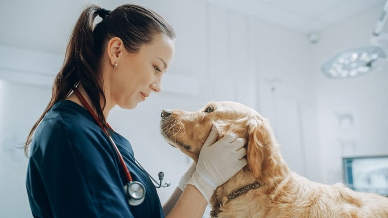 A female veterinarian in blue scrubs gently examines a golden retriever in a well-lit clinic. The scene conveys care and professionalism.