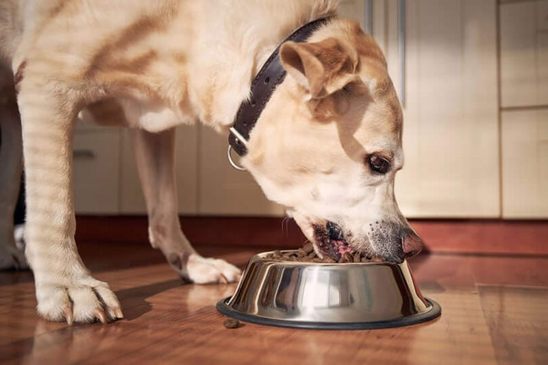 A tan dog with a black collar eagerly eats from a steel bowl on a wooden floor in a sunlit kitchen. The scene conveys a sense of contentment.