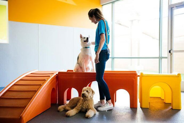 A woman in a blue shirt interacts with a white dog sitting on orange play equipment, while a brown dog lies nearby in a brightly lit room.