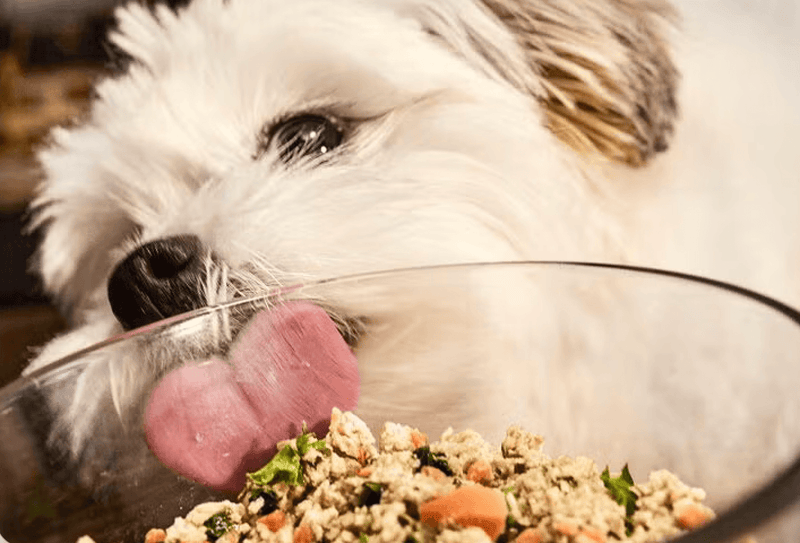 A fluffy white dog eagerly licks the side of a glass bowl filled with colorful dog food, suggesting excitement and hunger.