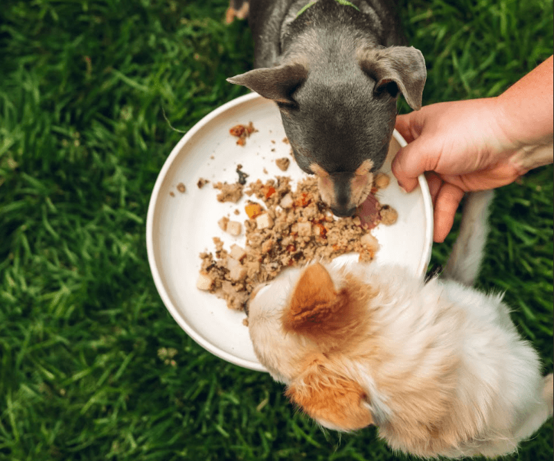 Two small dogs eagerly eating from a shared bowl of homemade food, held by a hand. They are standing on vibrant green grass.