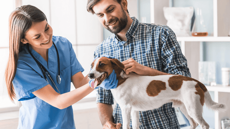 Veterinarian in blue scrubs examining a happy Jack Russell Terrier while the dog's owner smiles in a bright veterinary clinic 