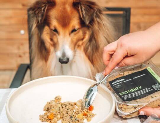 A Rough Collie dog watching attentively as a person spoons NutriCanine Turkey Recipe gently cooked dog food into a white bowl