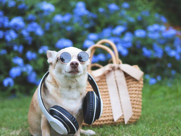Chihuahua wearing sunglasses and headphones sits on grass, exuding coolness. A woven basket and vibrant purple flowers are in the blurred background.