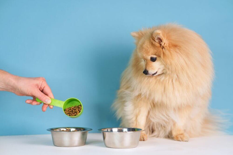 A fluffy Pomeranian looks at two silver bowls on a white surface. A hand with a green scoop pours kibble into one bowl. The background is light blue.