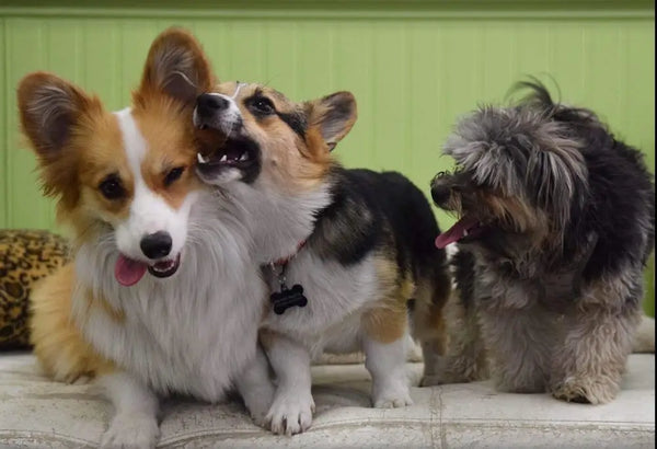 Three playful dogs in front of a green wall: a fluffy corgi with its tongue out, a tricolor corgi nibbling, and a shaggy gray dog smiling, Jovial mood.