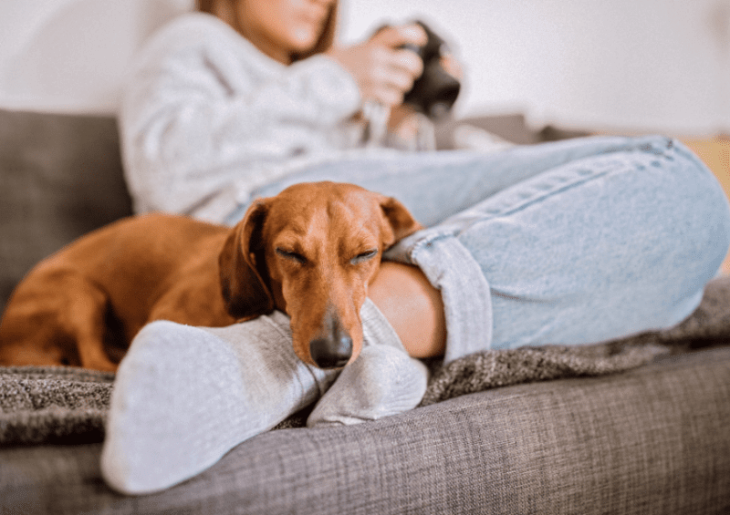 Dachshund resting on a person's lap on a couch, representing the bond between dogs and their owners