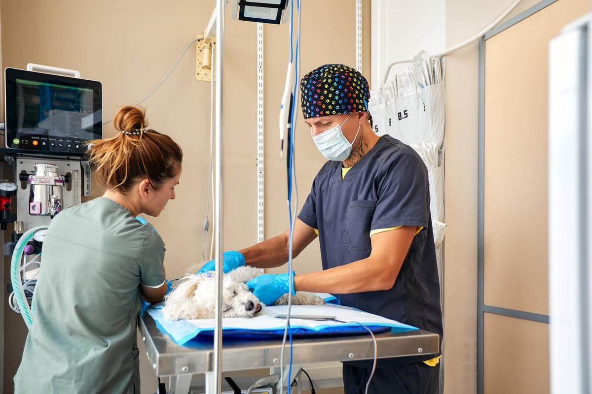Two veterinarians, one wearing a mask and colorful cap, tend to a small white dog on an examination table in a clinical setting.
