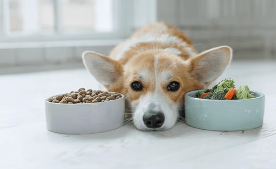 A corgi lies on a white floor between two bowls, one with kibble and the other with vegetables. The dog looks content and relaxed.