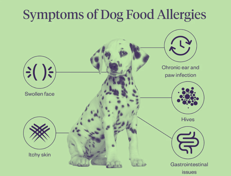 Infographic titled "Symptoms of Dog Food Allergies" featuring a Dalmatian puppy surrounded by labeled icons indicating swollen face, itchy skin, chronic ear and paw infections, hives, and gastrointestinal issues