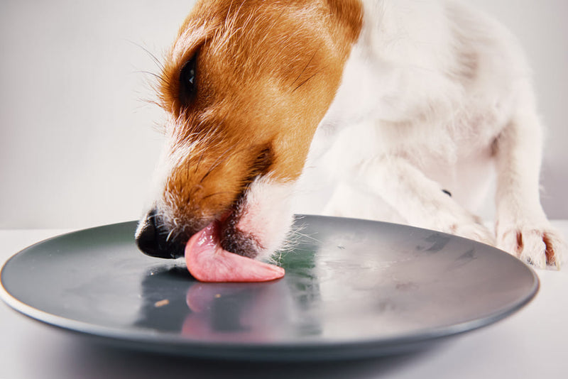A small jack russel terrier licking an empty plate, conveying palatability and a meal enjoyed.