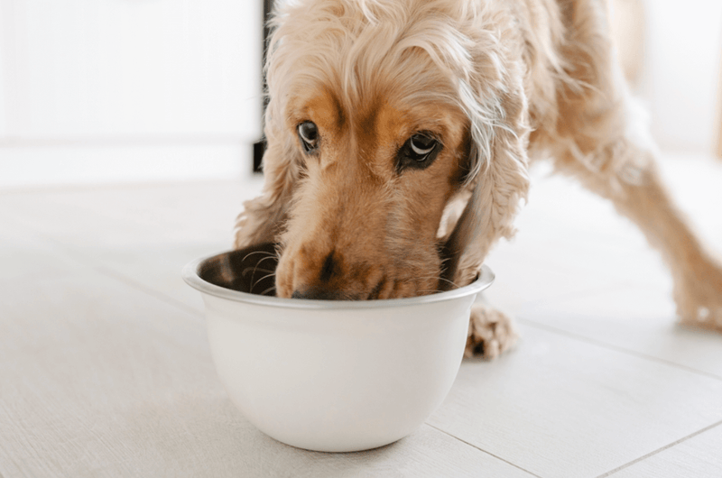 A golden cocker spaniel enjoys eating from a white bowl labeled "FOOD" on a kitchen floor. Kibble is scattered around. The mood is content and relaxed.
