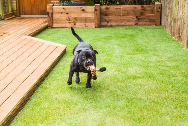 A black dog joyfully runs on lush green grass, holding a chew toy. The scene includes a wooden deck and planter boxes, evoking a playful, cheerful mood.