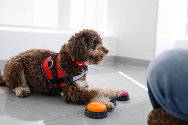 A brown curly-haired dog in a red harness lies on a gray floor, touching colorful buttons with its paw. It appears attentive and engaged.