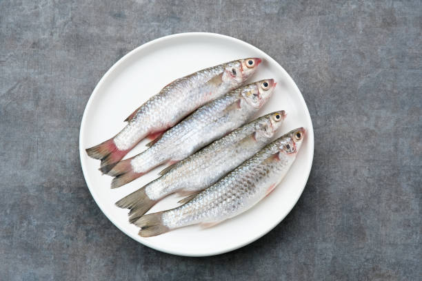 Four raw fish with shiny scales lie side by side on a round white plate, set against a textured gray background, conveying a fresh and simple presentation.