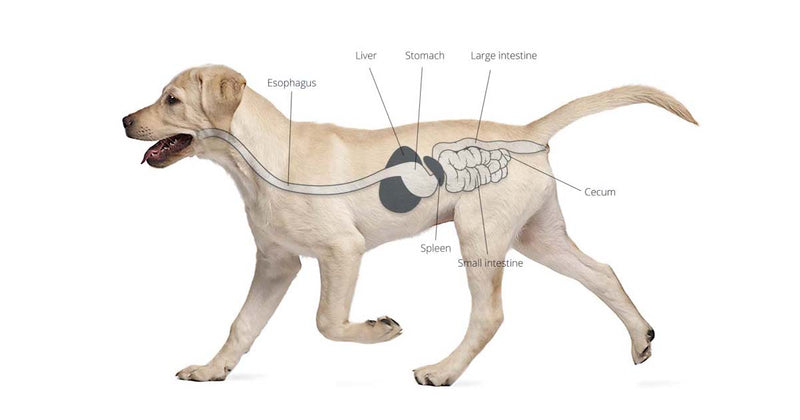 Anatomical illustration of a Labrador Retriever showing the canine digestive system, with labels identifying the esophagus, liver, stomach, spleen, small intestine, large intestine, and cecum