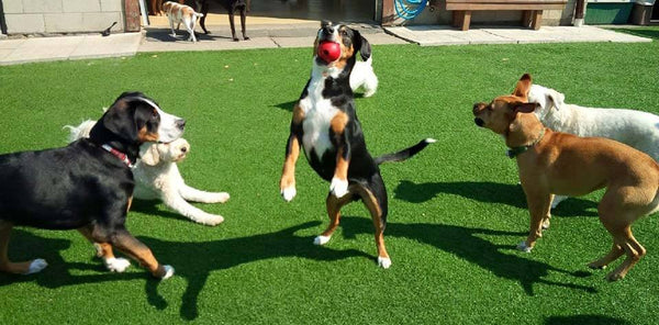 A group of dogs plays on vibrant green grass. One dog jumps high with a red ball in its mouth, surrounded by four other playful dogs in daylight.