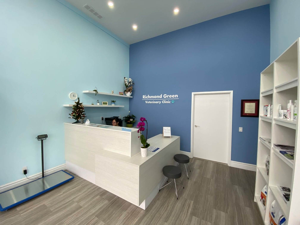 Modern veterinary clinic reception with blue walls. Desk features a plant and holiday decor. Shelves on the right hold pet supplies, creating a welcoming atmosphere.