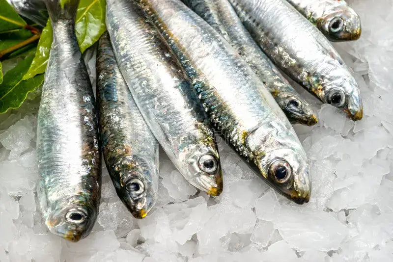 Fresh whole sardines on ice with bay leaves at a fish market