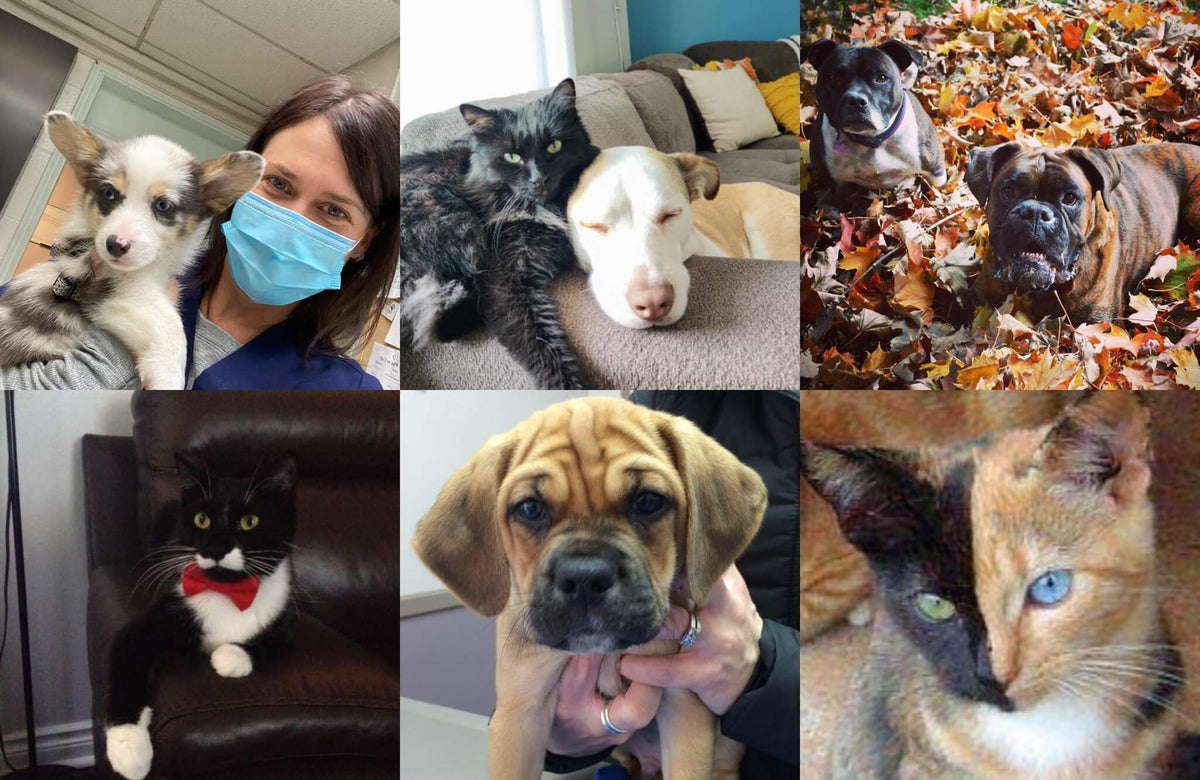 Collage of pets: Top-left, a woman with a mask holding a puppy. Top-center, a black cat and white dog cuddling on a couch. Top-right, two dogs in autumn leaves. Bottom-left, a tuxedo cat with a red bow tie. Bottom-center, a puppy with wrinkled face held gently. Bottom-right, a cat with a unique two-tone face. The mood is cozy and joyful.