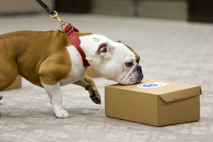 A bulldog wearing a red collar sniffs a closed cardboard box on a carpeted floor, appearing curious and focused. The box has a small logo on top.