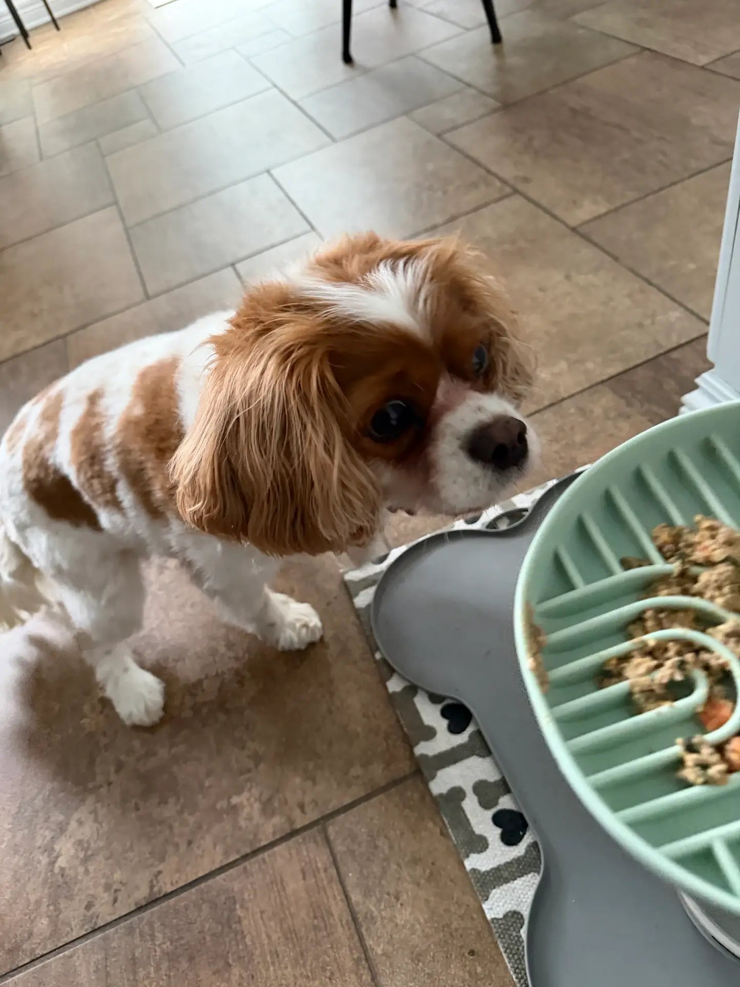 Nutricanine.ca review by Maria N.