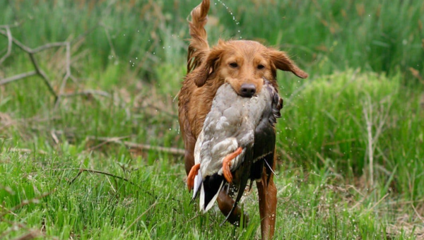 Nova Scotia Duck Tolling Retriever