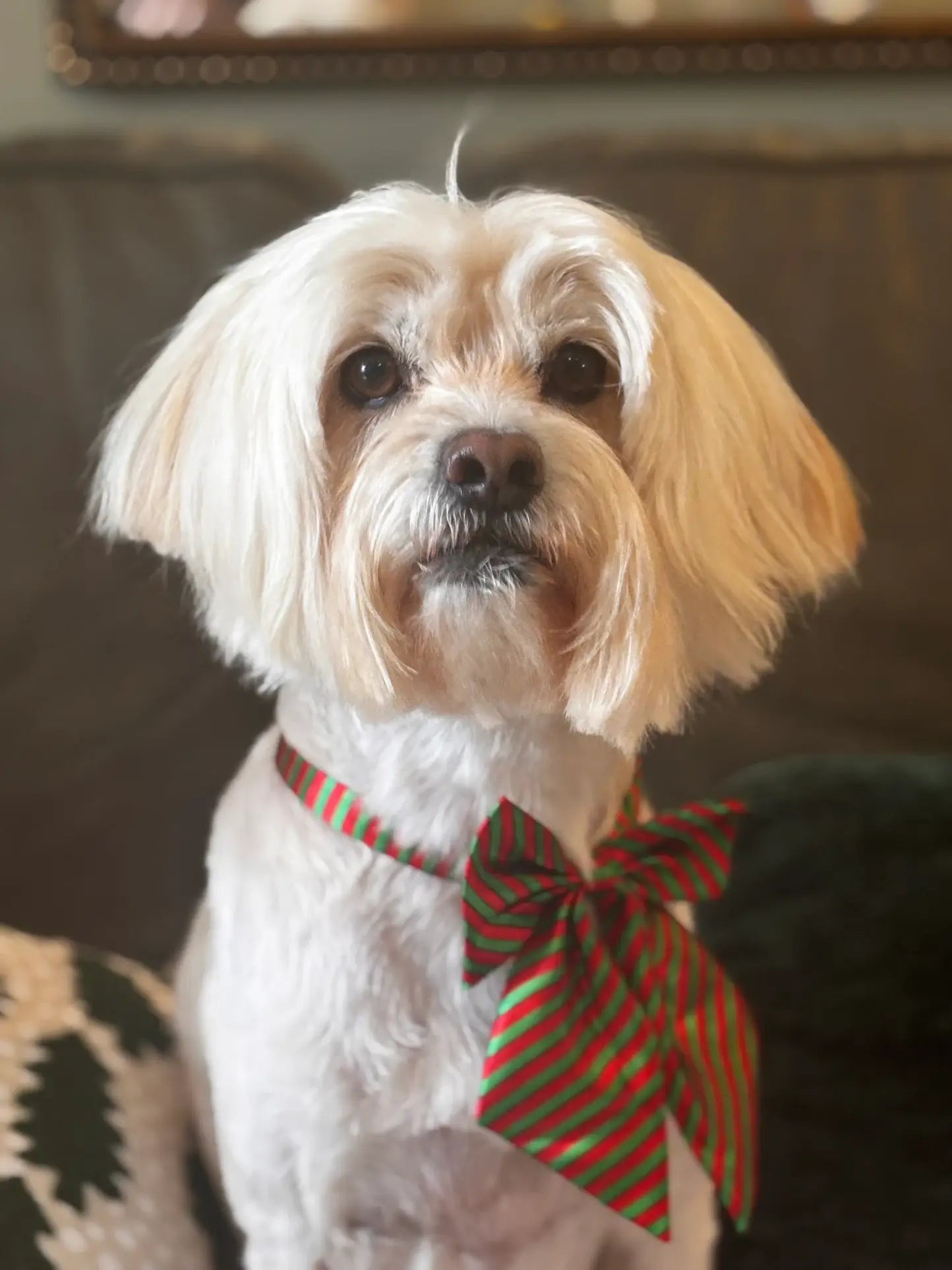 Nutricanine.ca review by Nicky Hall