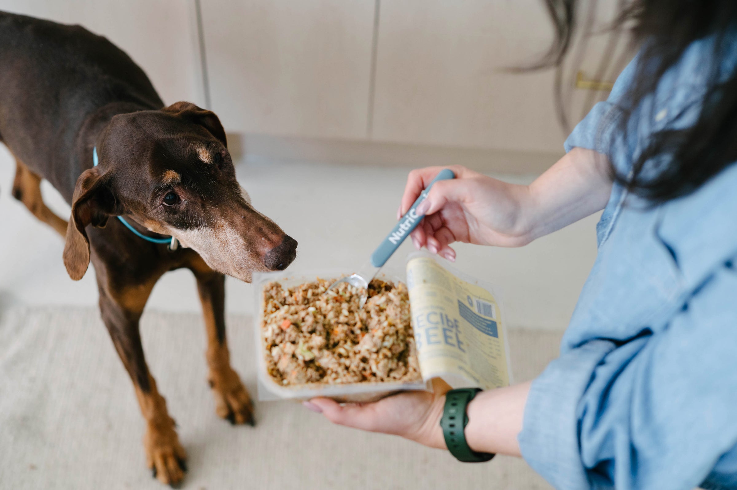 Dog being fed fresh NutriCanine meal