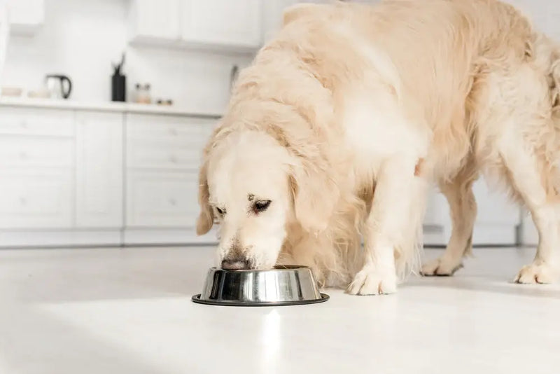  Golden retriever eating from a stainless steel bowl in a bright kitchen. The dog appears content and relaxed, surrounded by white cabinetry.
