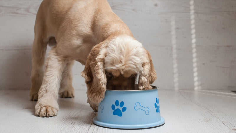 A light brown cocker spaniel puppy eagerly eats from a blue food bowl adorned with paw and bone designs on a wooden floor, conveying contentment.