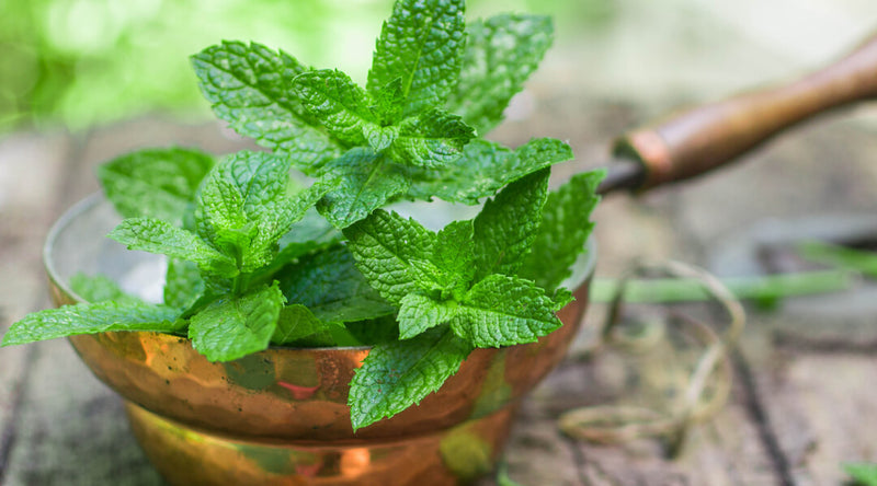 Fresh green mint leaves in a rustic copper bowl on a wooden table, with a blurred garden tool in the background, conveying a natural and earthy feel.