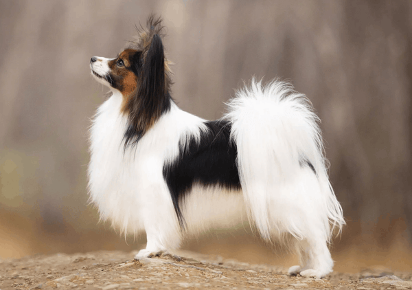 Papillon